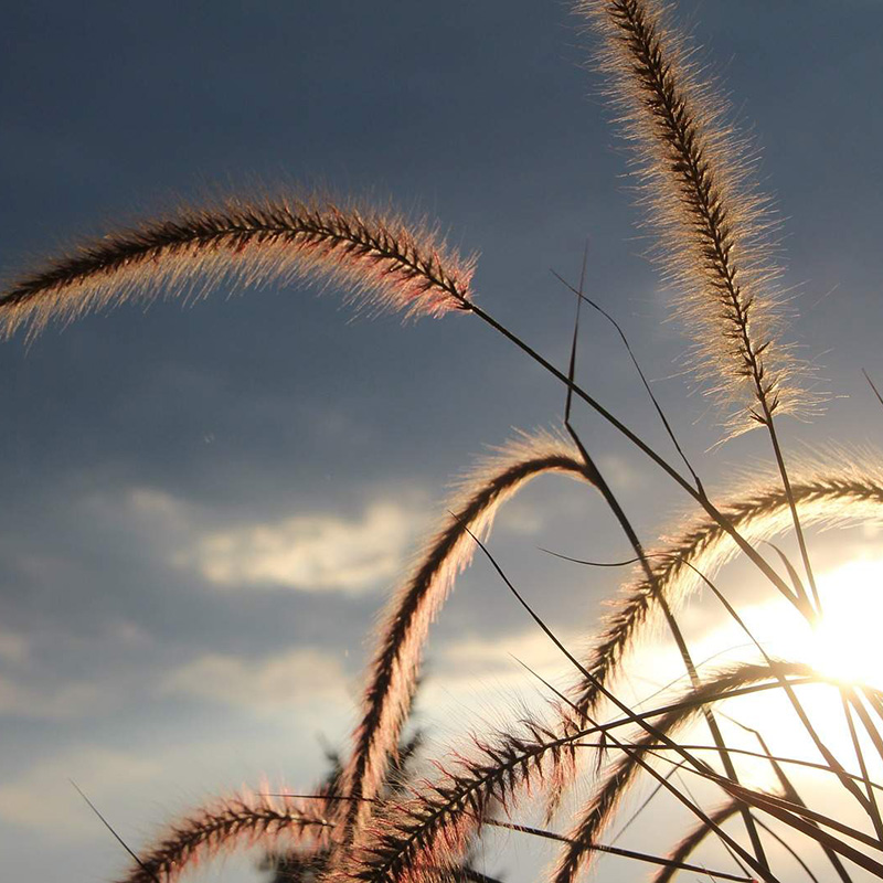 Suitability  Preparation