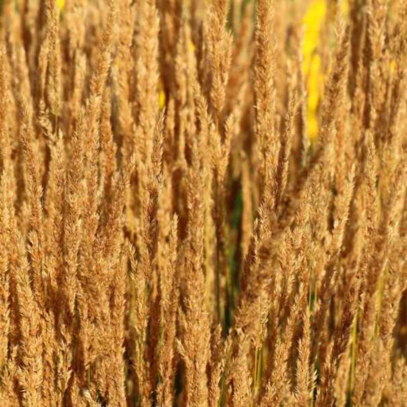 Suitability  Preparation